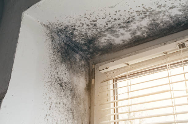 Affordable Bathroom Mold Removal solutions in Honey Grove, PA